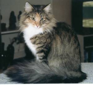 Norka