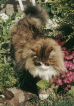kociak
