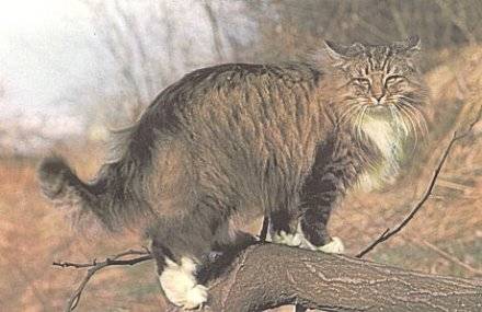 Truls